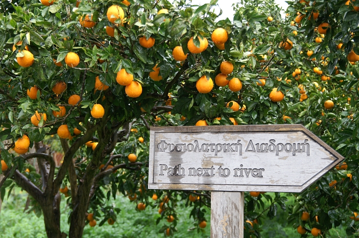 PICT2181 small ORANGES by PATH NEXT TO RIVER.jpg - 357941 Bytes